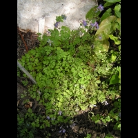 Chaerophyllum bulbosum - Cerfeuil tubereux (01)